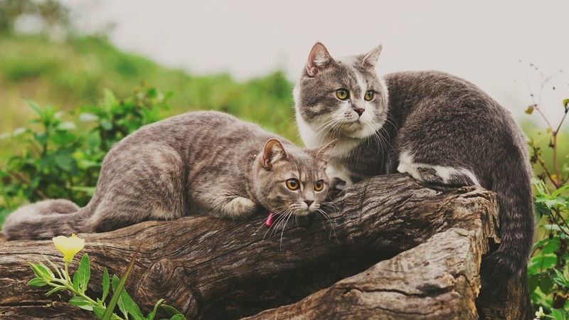 animals, cats, depth of field, pet