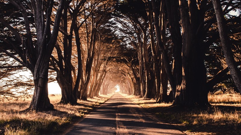 road, trees, shadow