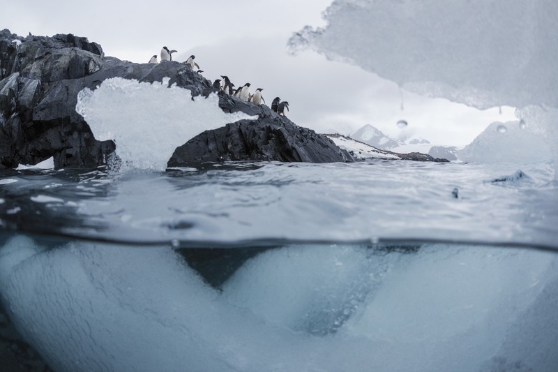 ice, underwater, nature, penguins