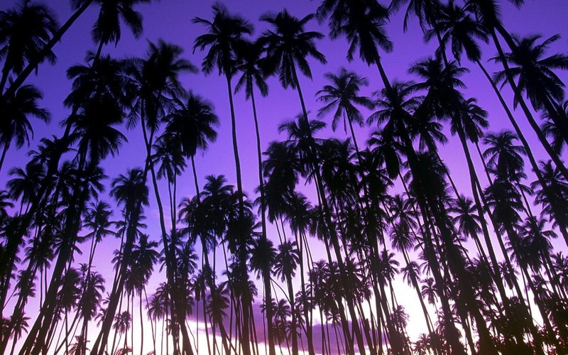 beach, purple, palm trees, landscape, dawn