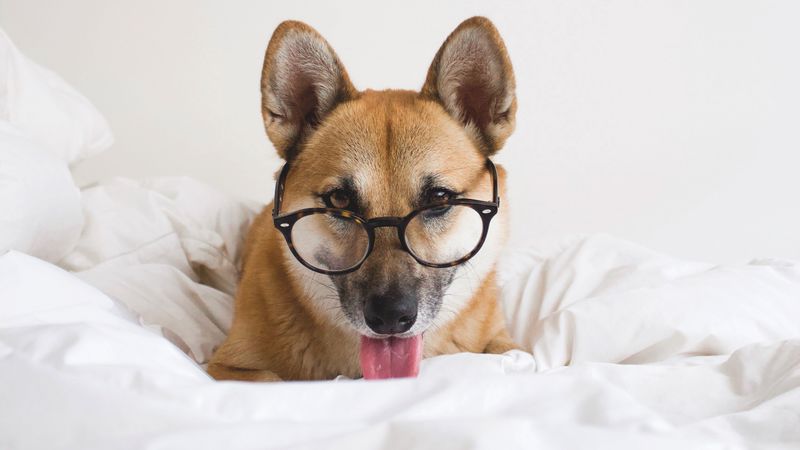 dog, glasses, protruding tongue, funny, pet, animal, 4k