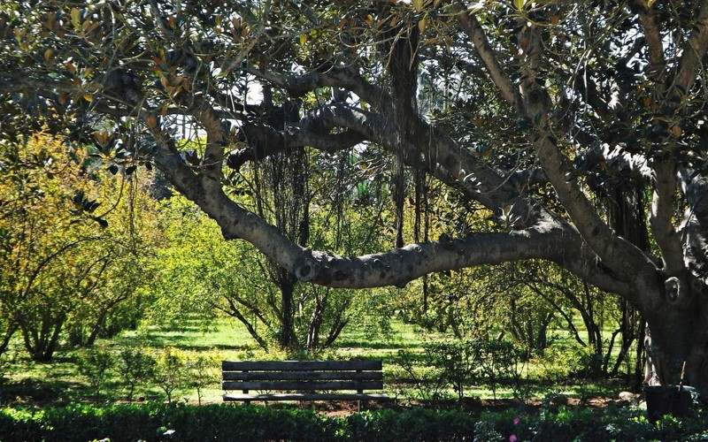 park, bench, 500px, plants, trees, branch