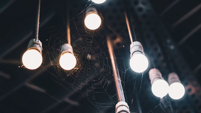 light bulbs, cobweb, spider, light, lighting, 4k
