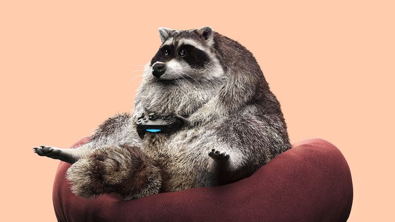 raccoon, joystick, funny, gamepad, game, 4k