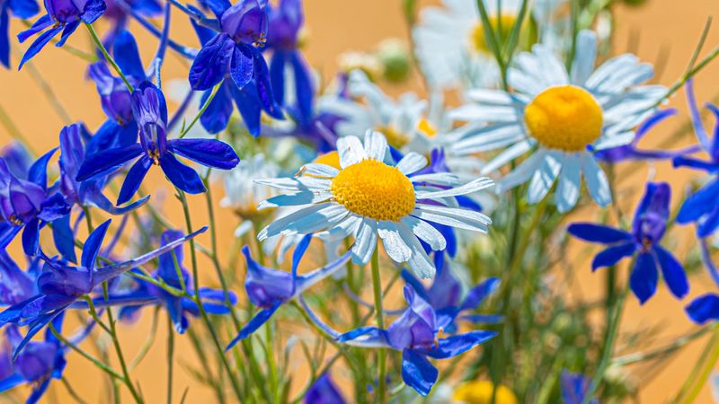 chamomile, consolida, flower, bouquet, field, 4k