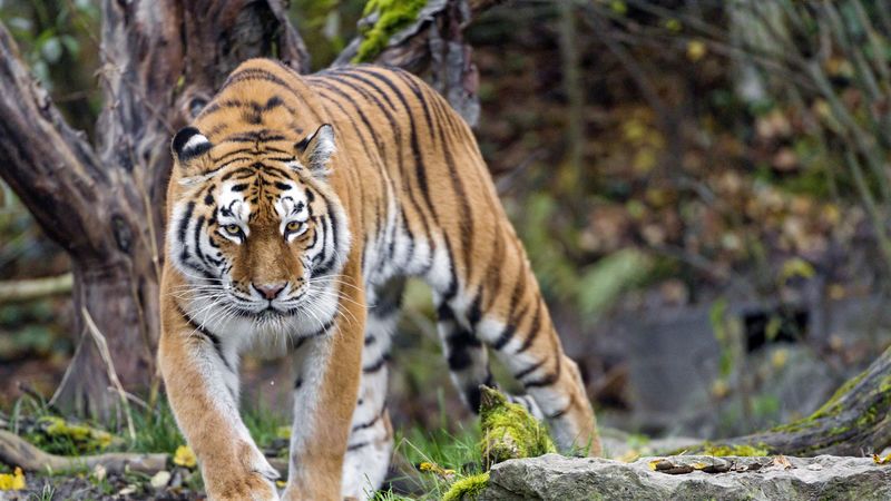 tiger, predator, animal, glance, 4k