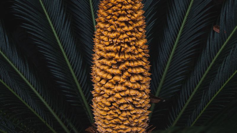 plant, palm, fruit, branches, exotic, 4k