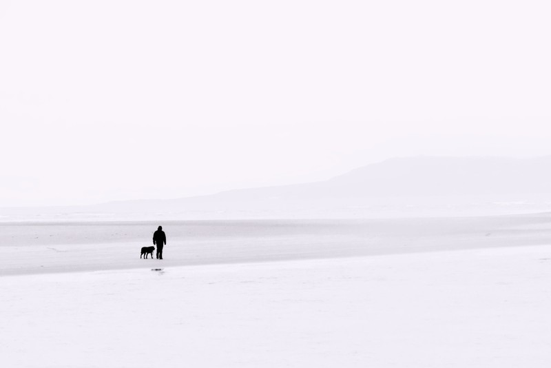 ice, white, photography, dog, alone, solice