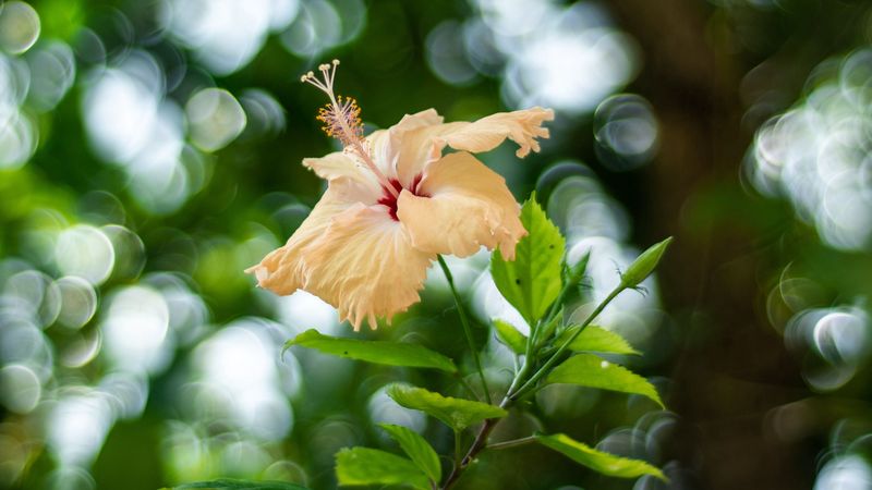 hibiscus, flower, bloom, plant, blur, bokeh, 4k