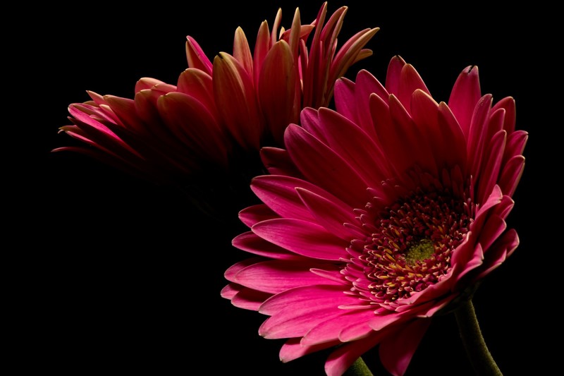 black, flowers, plants
