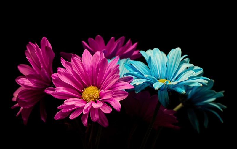flowers, colorful, plants, pink, cyan, black, black background
