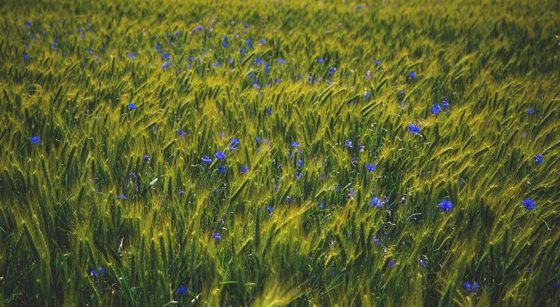 field, flowers, nature
