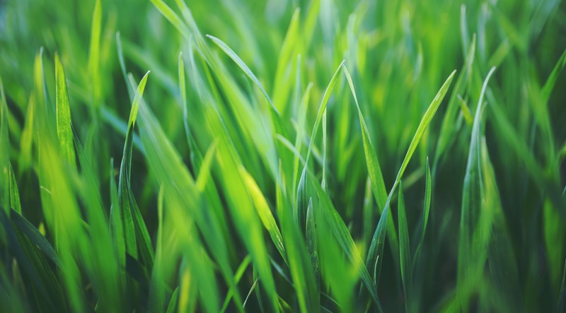 grass, field, macro, green