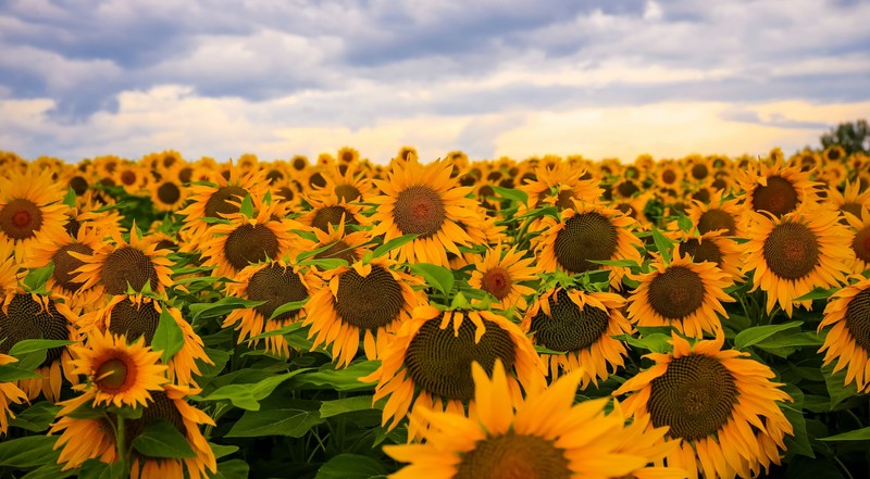 sunflowers, field, flowers, yellow flowers, plants