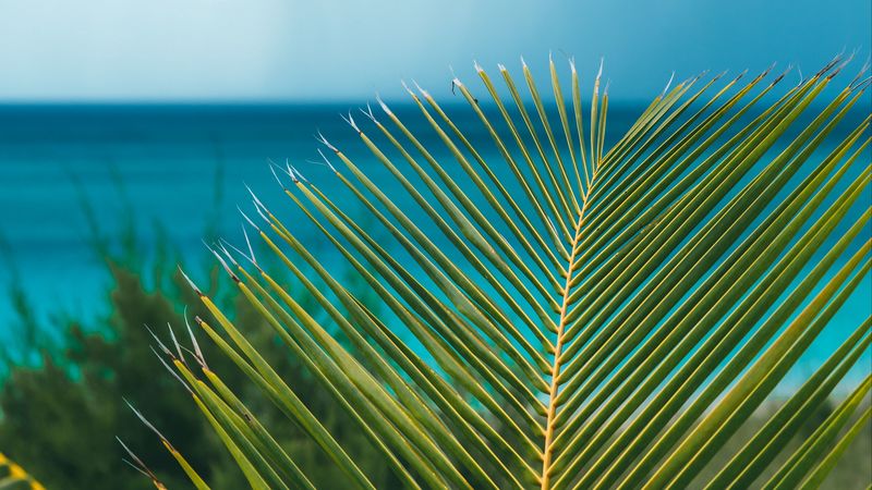 palm, branch, leaves, ocean, shore, horizon, 4k