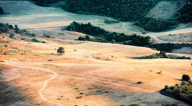 field, hill, forest, nature, landscape, trees, plains