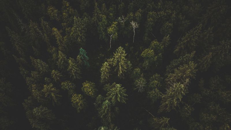 forest, aerial view, trees, tops, dark, 4k