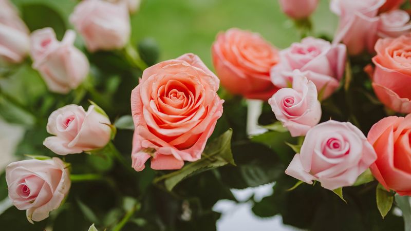 roses, pink, flowers, bloom, plant, 4k