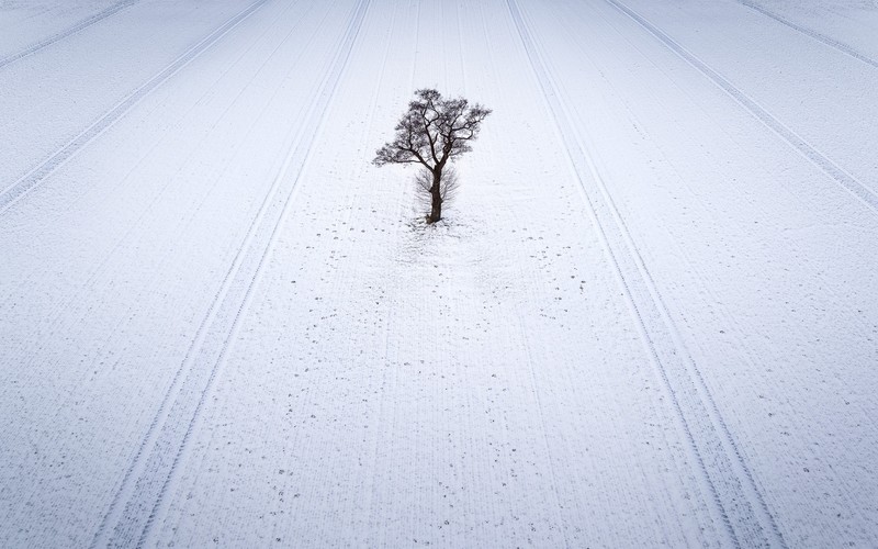 field, winter, snow, trees