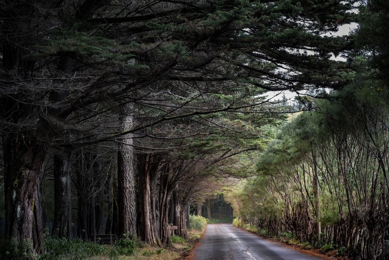 trees, road, forest