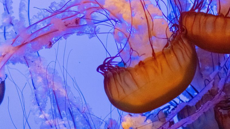 jellyfish, tentacles, underwater world, water, depth, 4k