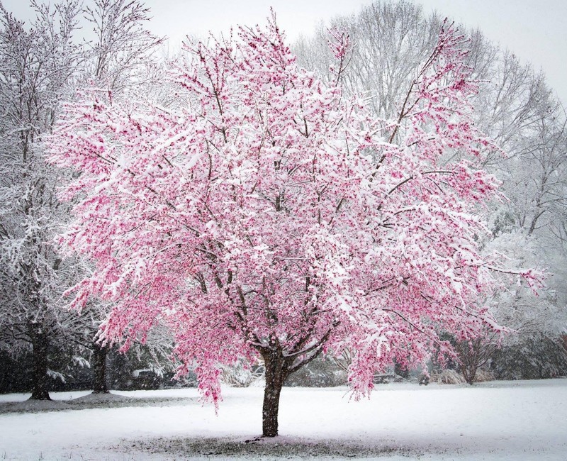 trees, snow, winter