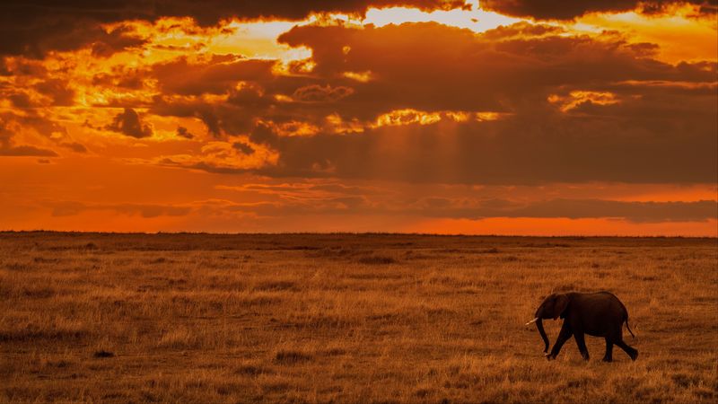 elephant, savanna, sunset, nature, africa, 4k
