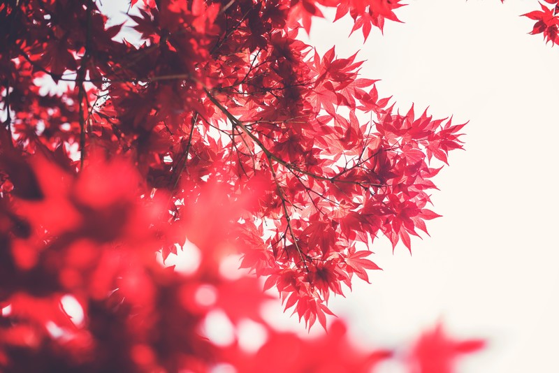 depth of field, leaves, sky, blurred