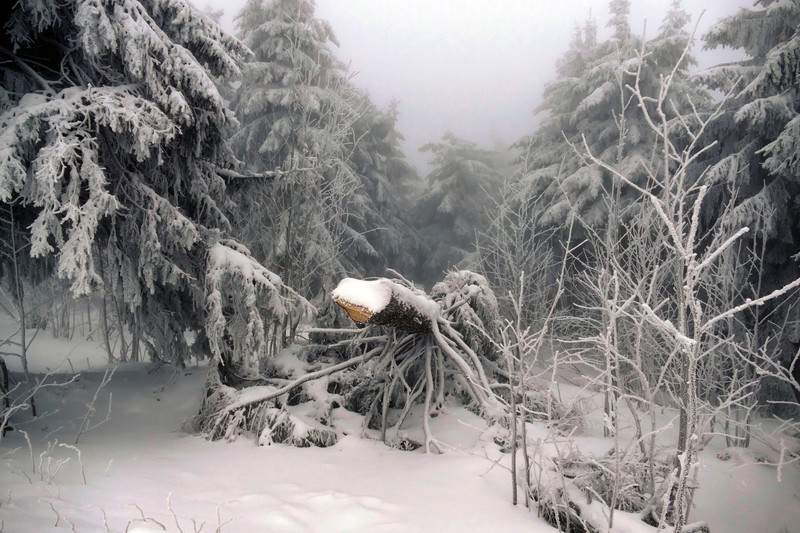 trees, snow, nature, winter