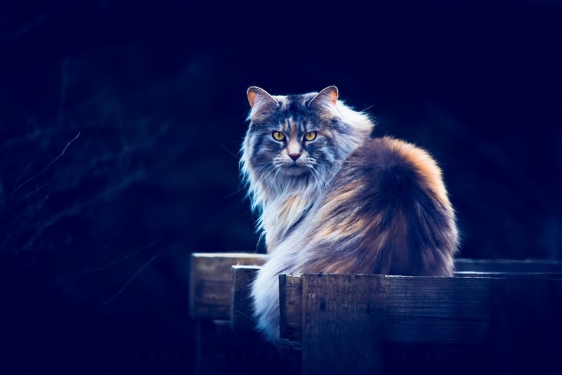 animals, cats, yellow eyes, blue background