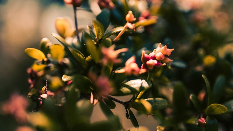 branch, leaves, buds, macro, closeup, 4k