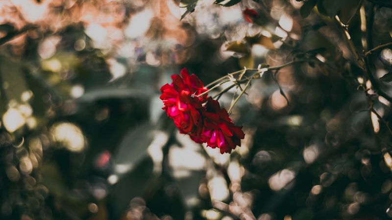 rose, red, flower, plant, bloom, 4k
