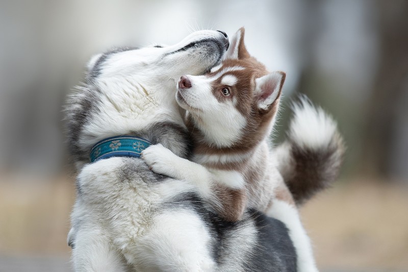 dog, animals, Siberian Husky