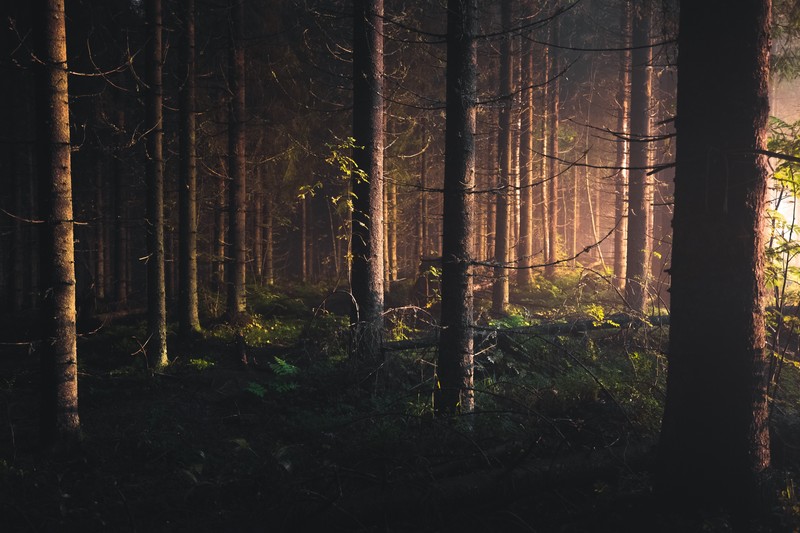 trees, Finland, forest, depth of field
