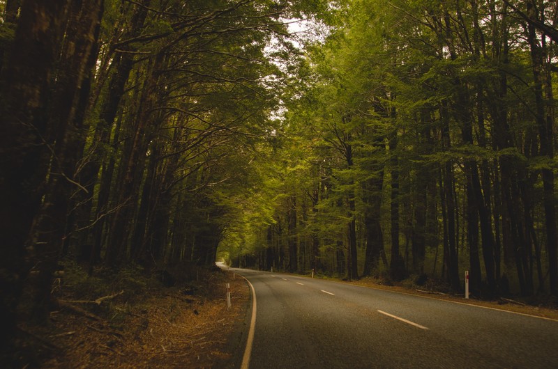 trees, road, Milford Sound, New Zealand, forest, landscape, nature