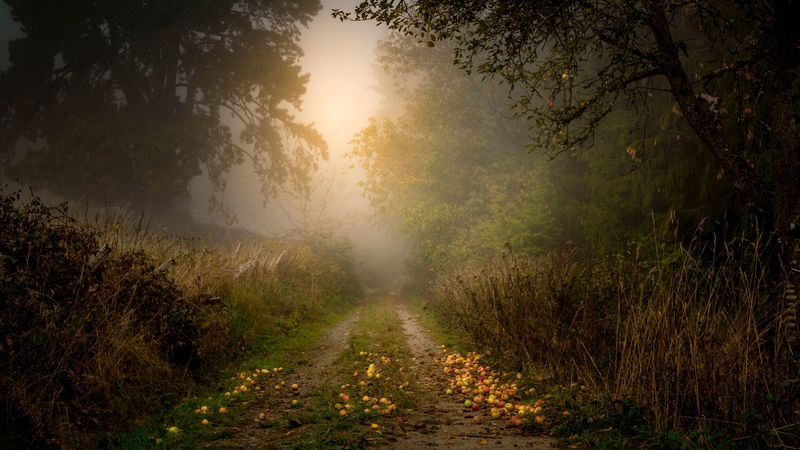 road, forest, fog, apples, trees, 4k