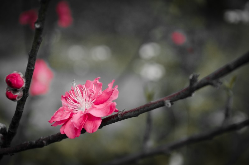 environment, nature, closeup, pink