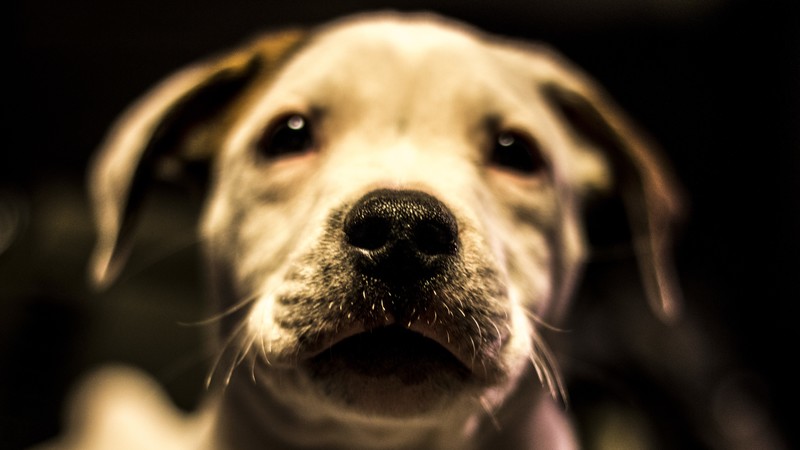 dog, puppies, closeup, blurred, depth of field, frontal view