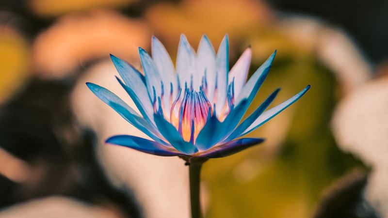 lily, flower, blue, bloom, plant, 4k