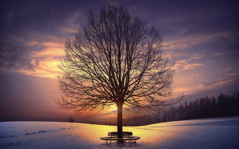 trees, sunlight, nature, winter, sky, snow