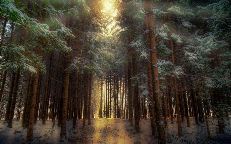 forest, nature, trees, winter, HDR, sunlight