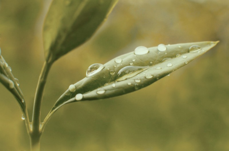 leaves, water drops, macro