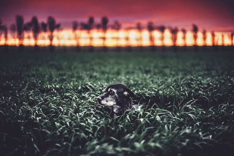 dog, field, animals
