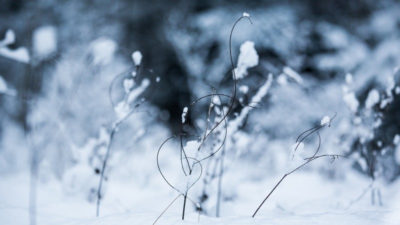 winter, snow, ice, cold