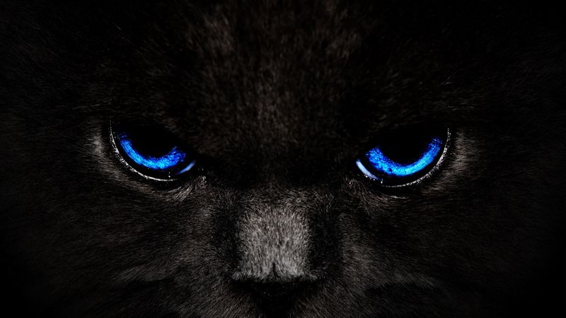 cat, eyes, blue, glance, dark, 4k
