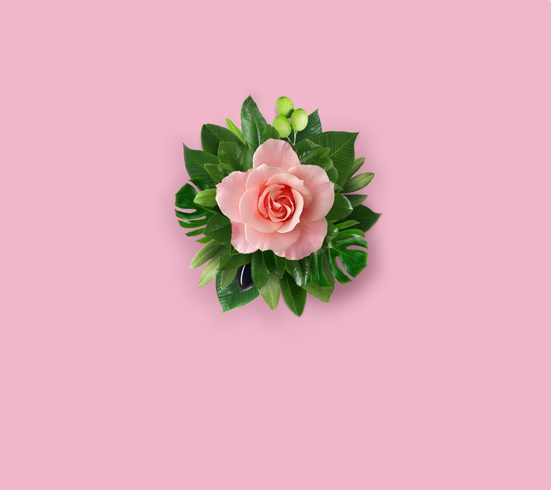 pink, pink flower, pink background, flowers