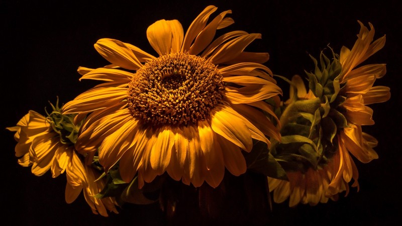 plants, flowers, nature, yellow, dark background