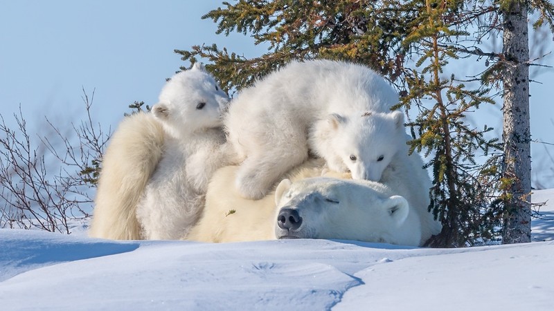 polar bears, animals, baby animals, snow, nature