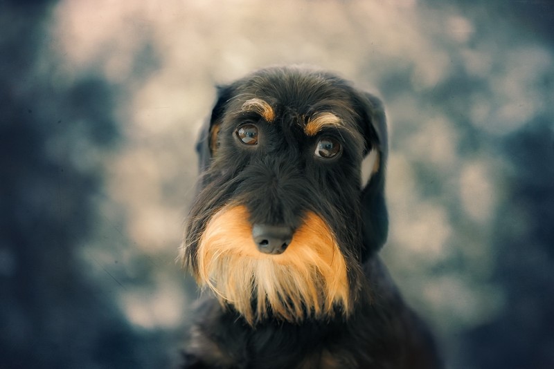 dog, animals, blurred, brown eyes