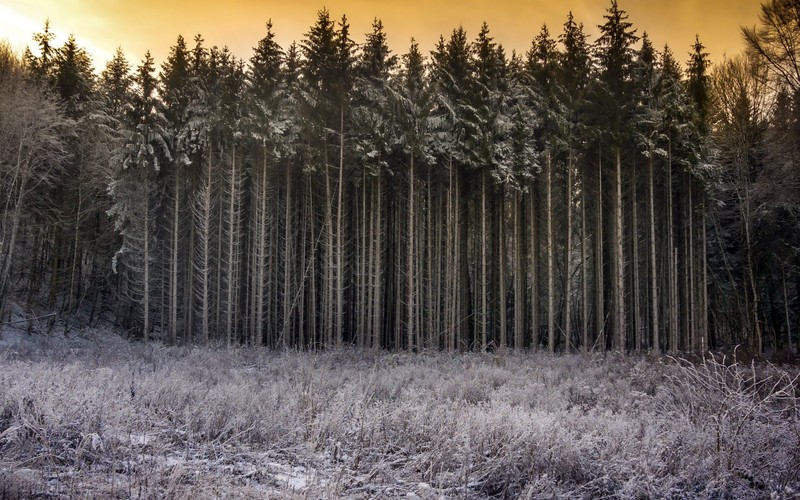 trees, nature, winter, frost